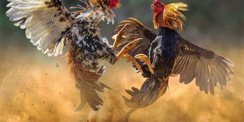 Tổng hợp mẹo chơi chọi gà giúp bạn có được kết quả cao nhất